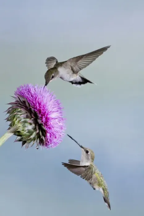 Framed Print : Black-chinned Hummingbird (Archilochus alexandri) females feeding at flowers, Texas Framed Print : Black-chinned Hummingbird (Archilochus alexandri) females feeding at flowers, Texas