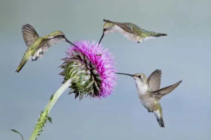 Framed Print : Black-chinned Hummingbird (Archilochus alexandri) females feeding at flowers, Texas Framed Print : Black-chinned Hummingbird (Archilochus alexandri) females feeding at flowers, Texas