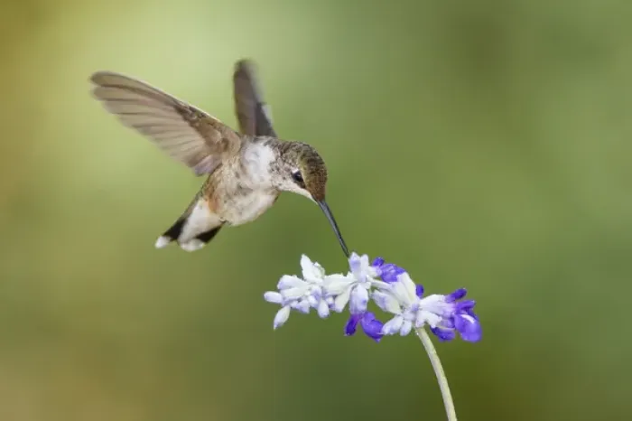Framed Print : Black-chinned Hummingbird feeding Framed Print : Black-chinned Hummingbird feeding