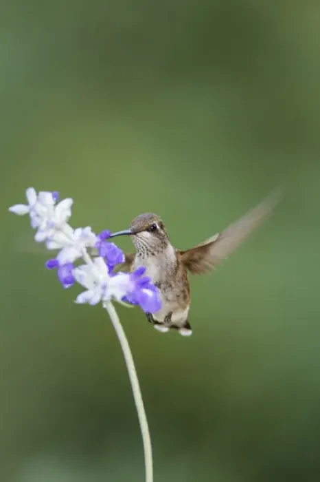 Framed Print : Black-chinned Hummingbird feeding