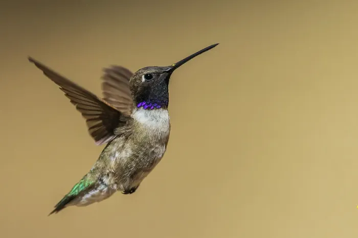 Framed Print : Black-chinned hummingbird flying in Madera Canyon, Arizona Framed Print : Black-chinned hummingbird flying in Madera Canyon, Arizona
