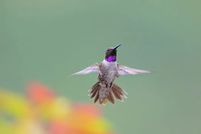 Framed Print : Black-chinned hummingbird male in flight Framed Print : Black-chinned hummingbird male in flight