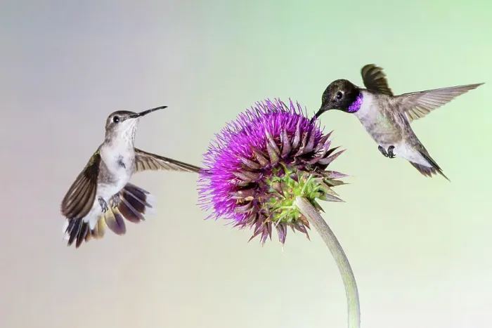 Framed Print : Black-chinned hummingbirds female and mature male feeding at bull thistle flowers Framed Print : Black-chinned hummingbirds female and mature male feeding at bull thistle flowers