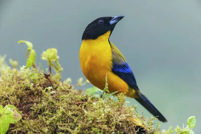 Framed Print : Black-chinned mountain tanager at home in the endangered Choco Forest of Ecuador Framed Print : Black-chinned mountain tanager at home in the endangered Choco Forest of Ecuador