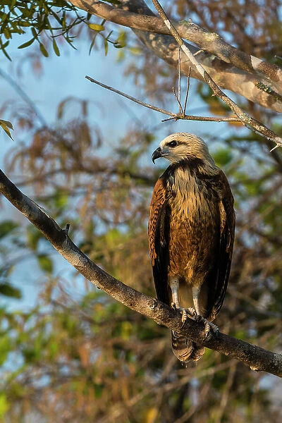 A black-collared hawk, Busarellus nigricollis, on a branch. Rio Claro, Pantanal, Mato Grosso, Brazil