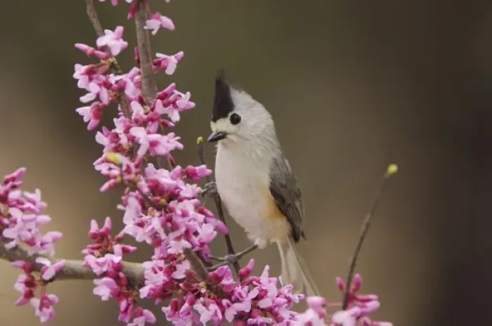 Framed Print : Black-crested Titmouse, Baeolophus atricristatus, adult perched on branch of blooming Framed Print : Black-crested Titmouse, Baeolophus atricristatus, adult perched on branch of blooming