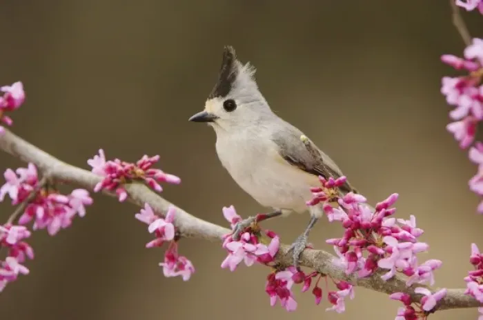 Framed Print : Black-crested Titmouse, Baeolophus atricristatus, adult perched on branch of blooming Framed Print : Black-crested Titmouse, Baeolophus atricristatus, adult perched on branch of blooming