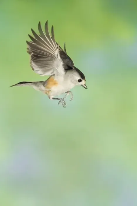 Framed Print : Black-crested Titmouse, Baeolophus atricristatus, adult in flight, New Braunfels Framed Print : Black-crested Titmouse, Baeolophus atricristatus, adult in flight, New Braunfels