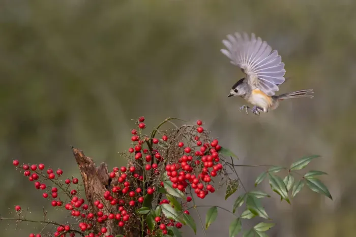 Framed Print : Black-crested Titmouse (Baeolophus Atricristatus) landing