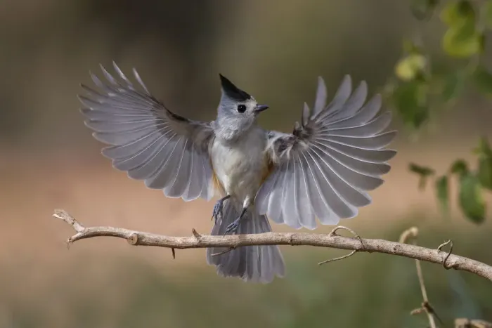 Framed Print : Black-crested titmouse in flight wings spread landing, Rio Grande Valley, Texas Framed Print : Black-crested titmouse in flight wings spread landing, Rio Grande Valley, Texas