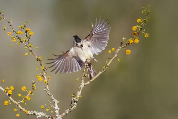 Framed Print : Black-crested titmouse landing