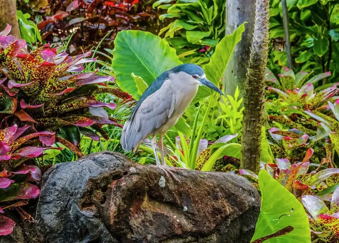 Framed Print : Black-Crowned Night Heron fishing, Waikiki, Honolulu, Hawaii