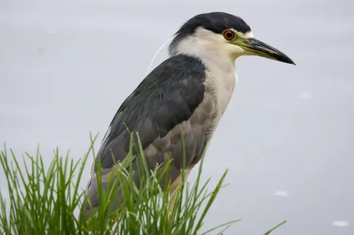Framed Print : Black-crowned night heron, Los Angeles, California Framed Print : Black-crowned night heron, Los Angeles, California
