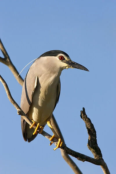 Black-crowned Night Heron (Nycticorax nycticorax) in the Danube Delta, a UNESCO world heritage