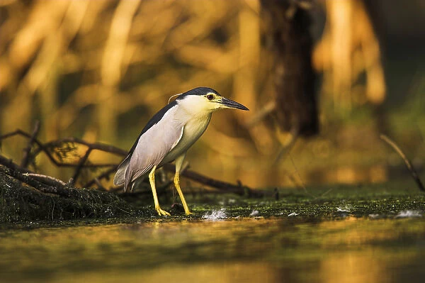 Black-crowned Night Heron (Nycticorax nycticorax) in the Danube Delta, a UNESCO world heritage