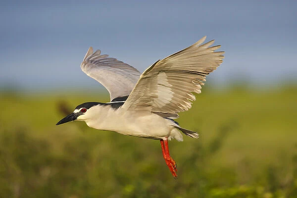 Black-crowned Night-heron (Nycticorax nycticorax) adult in flight on Texas coast