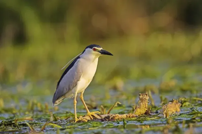 Framed Print : Black-crowned Night Heron (Nycticorax nycticorax) in the Danube Delta, a UNESCO world heritage Framed Print : Black-crowned Night Heron (Nycticorax nycticorax) in the Danube Delta, a UNESCO world heritage