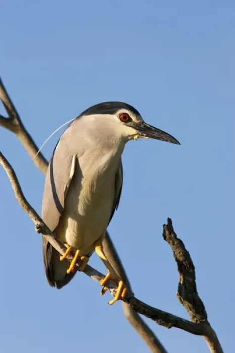 Framed Print : Black-crowned Night Heron (Nycticorax nycticorax) in the Danube Delta, a UNESCO world heritage Framed Print : Black-crowned Night Heron (Nycticorax nycticorax) in the Danube Delta, a UNESCO world heritage