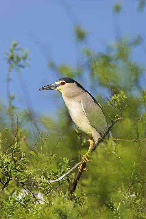 Framed Print : Black-crowned Night Heron (Nycticorax nycticorax) in the Danube Delta, a UNESCO world heritage