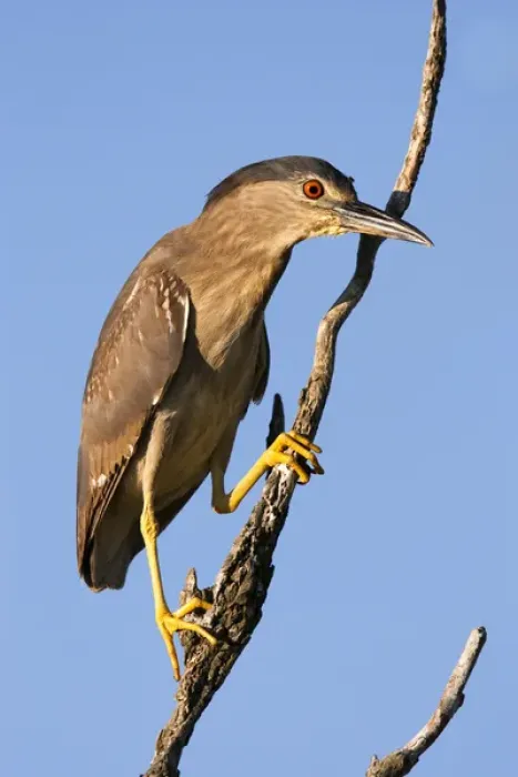 Framed Print : Black-crowned Night Heron (Nycticorax nycticorax) in the Danube Delta, a UNESCO world heritage