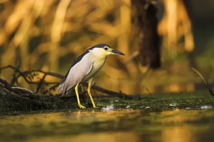 Framed Print : Black-crowned Night Heron (Nycticorax nycticorax) in the Danube Delta, a UNESCO world heritage