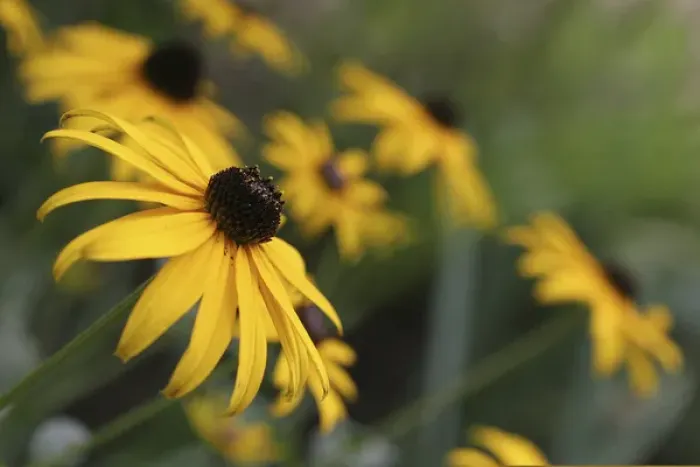 Framed Print : Black Eyed Susan Framed Print : Black Eyed Susan