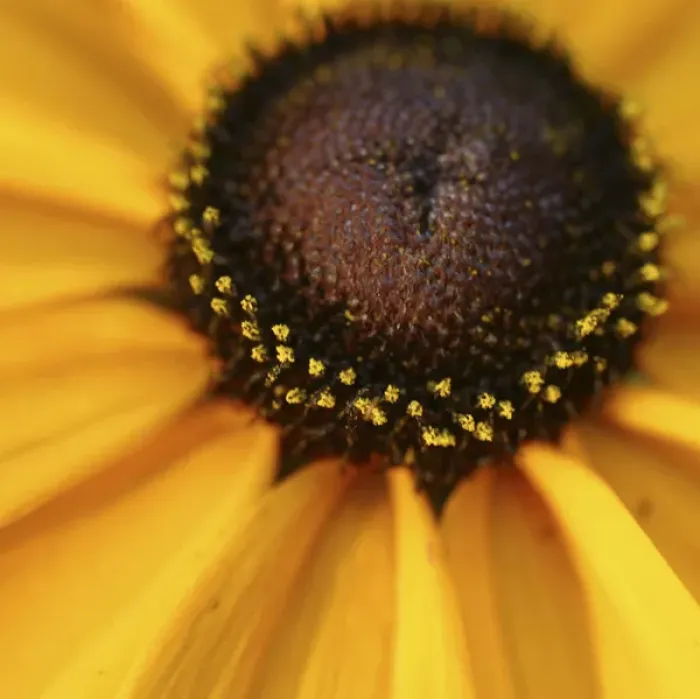 Framed Print : black eyed susan abstract Framed Print : black eyed susan abstract