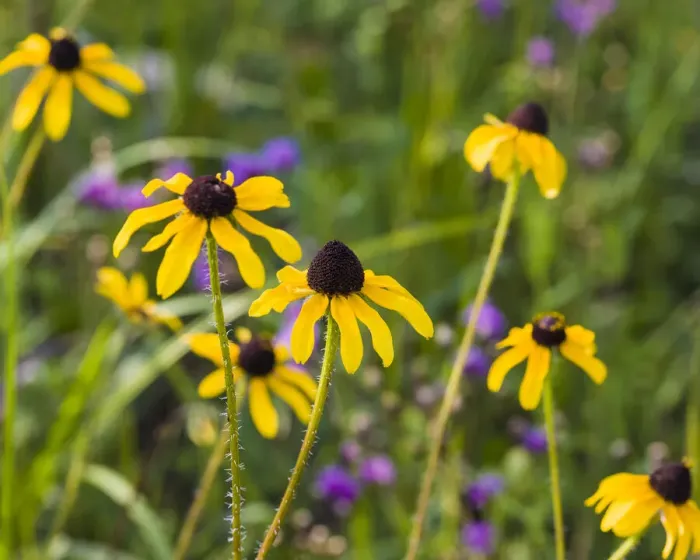 Framed Print : Black-eyed Susan blooms Framed Print : Black-eyed Susan blooms