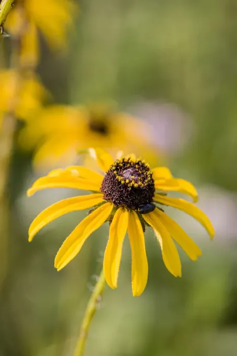 Framed Print : Black-eyed Susan blooms Framed Print : Black-eyed Susan blooms