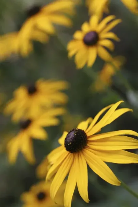 Framed Print : Black Eyed Susan Daisies