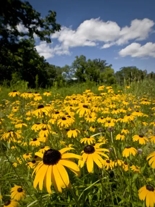 Framed Print : Black-eyed susan, Morton Arboretum, Chicago, IL