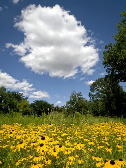 Framed Print : Black-eyed susan, Morton Arboretum, Chicago, IL