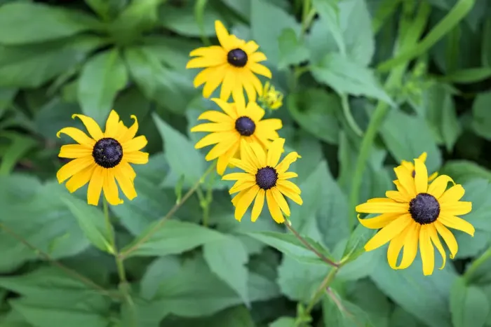 Framed Print : Black-eyed Susan, USA Framed Print : Black-eyed Susan, USA