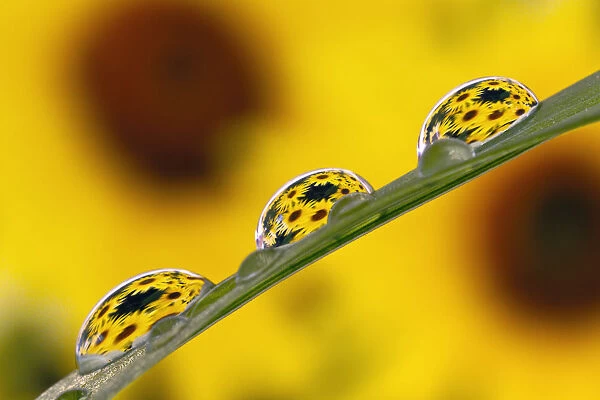 Black eyed Susans refracted in dew drops on blade of grass