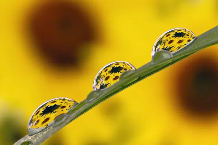 Framed Print : Black eyed Susans refracted in dew drops on blade of grass Framed Print : Black eyed Susans refracted in dew drops on blade of grass
