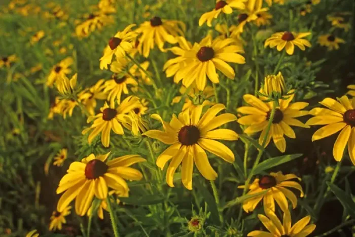 Framed Print : Black Eyed Susans Wildflowers at Neil Smith NWR in Iowa