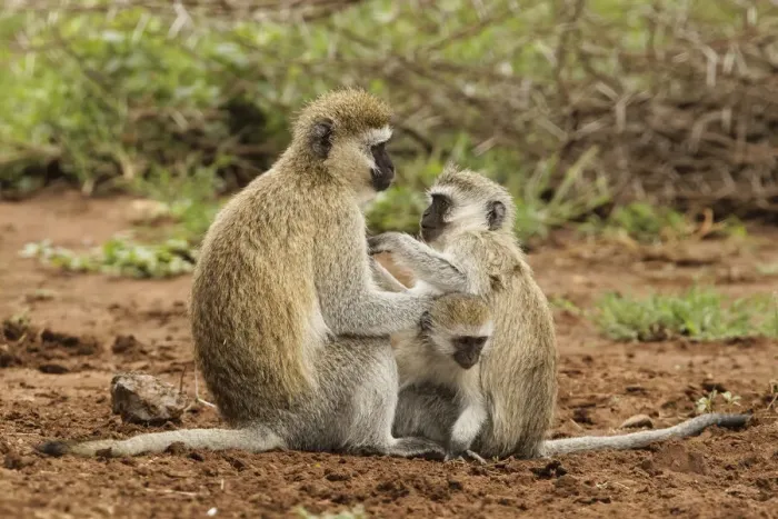 Framed Print : Black faced vervet monkey with babies, Chlorocebus pygerythrus, Serengeti National Park