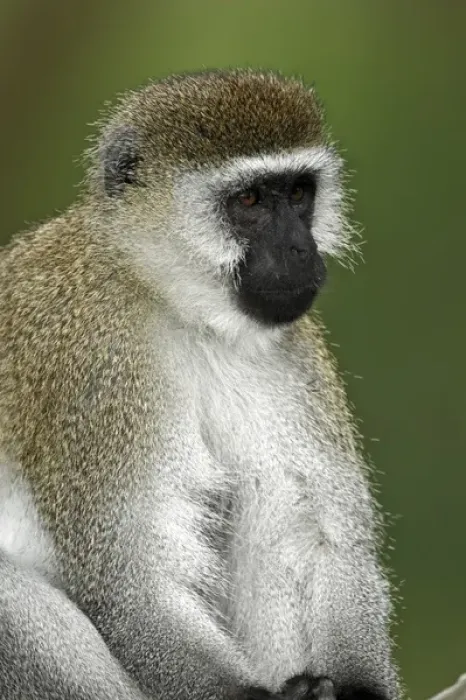 Framed Print : Black-faced Vervet Monkey, Lake Nakuru National Park, Kenya, Africa Framed Print : Black-faced Vervet Monkey, Lake Nakuru National Park, Kenya, Africa