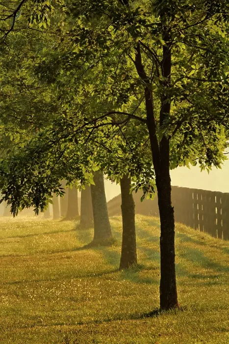 Framed Print : Black fences on horse farm at sunrise on foggy morning, Oldham County, Kentucky Framed Print : Black fences on horse farm at sunrise on foggy morning, Oldham County, Kentucky
