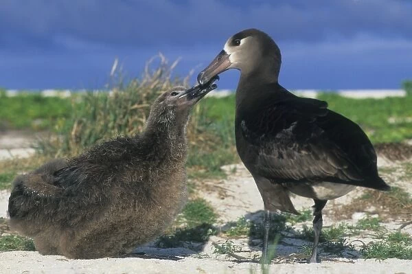 Black-footed Albatross (Diomedea nigripes) Feeding Chick, Midway Atoll, NW Hawaiian Islands
