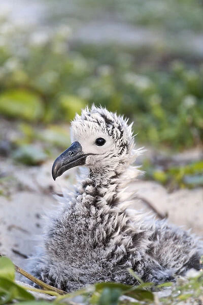 Black-footed Albatross  /  Phoebastria albatrus chick This species is listed as Endangered