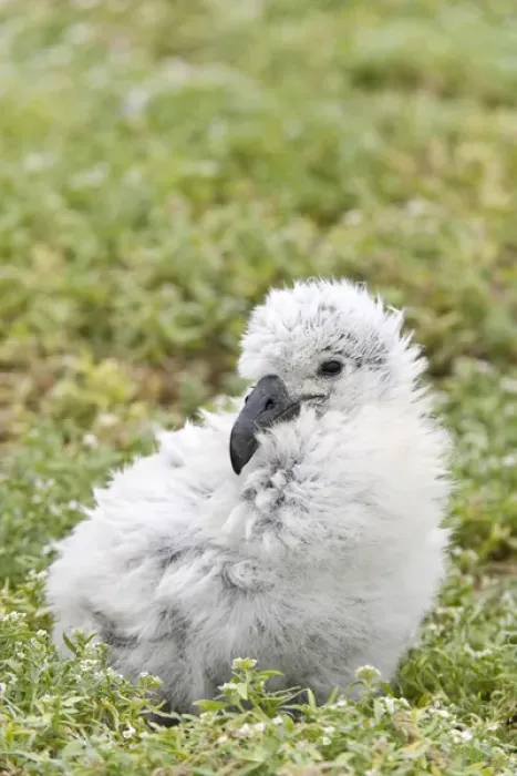 Framed Print : Black-footed Albatross / Phoebastria albatrus chick This species is listed as Endangered Framed Print : Black-footed Albatross / Phoebastria albatrus chick This species is listed as Endangered