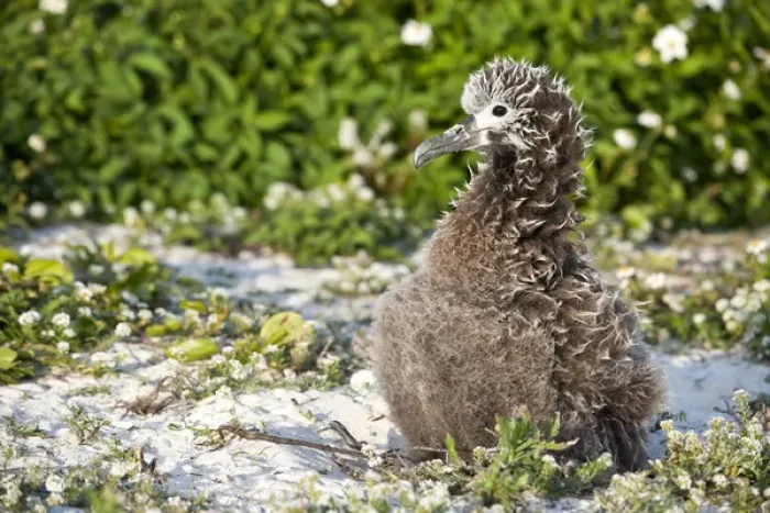 Framed Print : Black-footed Albatross / Phoebastria albatrus chick This species is listed as Endangered Framed Print : Black-footed Albatross / Phoebastria albatrus chick This species is listed as Endangered