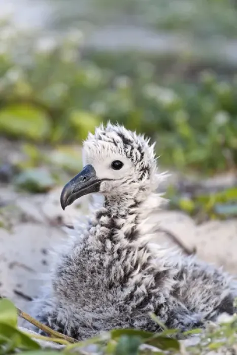 Framed Print : Black-footed Albatross / Phoebastria albatrus chick This species is listed as Endangered Framed Print : Black-footed Albatross / Phoebastria albatrus chick This species is listed as Endangered