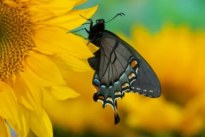 Framed Print : Black form of Eastern Tiger Swallowtail Butterfly, Papilio glaucus Framed Print : Black form of Eastern Tiger Swallowtail Butterfly, Papilio glaucus