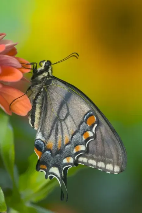 Framed Print : Black form of Eastern Tiger Swallowtail Butterfly, Papilio glaucus Framed Print : Black form of Eastern Tiger Swallowtail Butterfly, Papilio glaucus