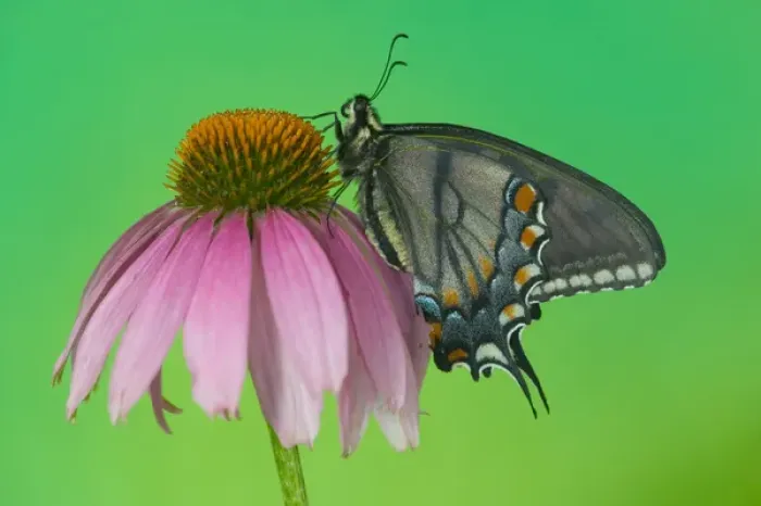Framed Print : Black form of Eastern Tiger Swallowtail Butterfly, Papilio glaucus Framed Print : Black form of Eastern Tiger Swallowtail Butterfly, Papilio glaucus