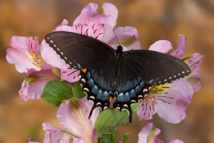 Framed Print : Black form of Eastern Tiger Swallowtail Butterfly, Papilio glaucus Framed Print : Black form of Eastern Tiger Swallowtail Butterfly, Papilio glaucus