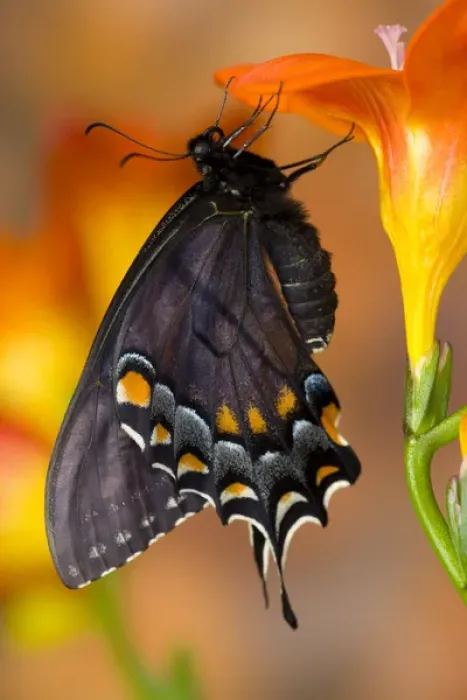 Framed Print : Black form of Eastern Tiger Swallowtail Butterfly, Papilio glaucus Framed Print : Black form of Eastern Tiger Swallowtail Butterfly, Papilio glaucus
