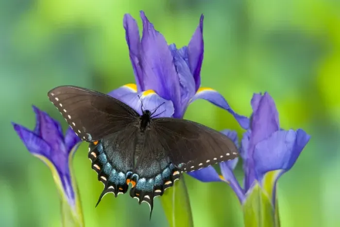 Framed Print : Black form of Eastern Tiger Swallowtail Butterfly, Papilio glaucus